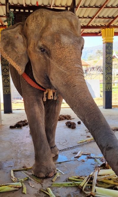 Cambodge et Laos — étape 11 : Luang Prabang
