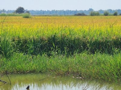 Cambodge et Laos — étape 3 : Battambang