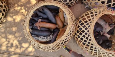 Cambodge et Laos — étape 9 : Paksé