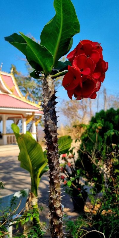 Cambodge et Laos — étape 9 : Paksé