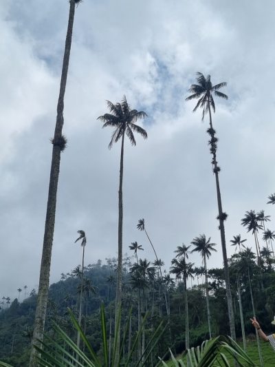 Colombie — étape 2 : Bogota -> Peirera -> Salento -> Valle de Cocora