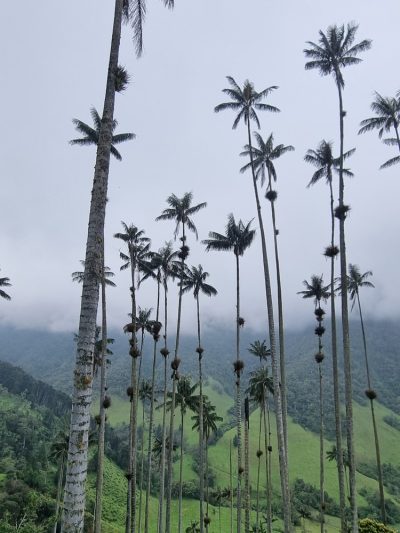 Colombie — étape 2 : Bogota -> Peirera -> Salento -> Valle de Cocora