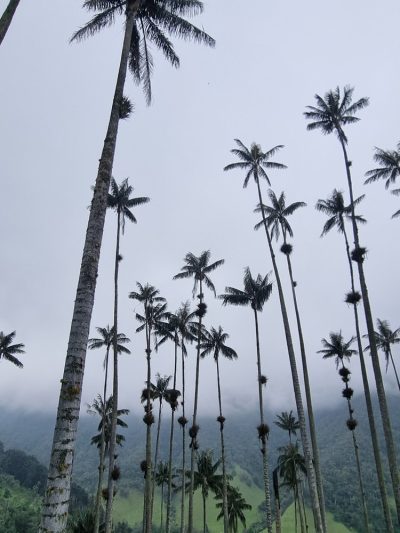 Colombie — étape 2 : Bogota -> Peirera -> Salento -> Valle de Cocora