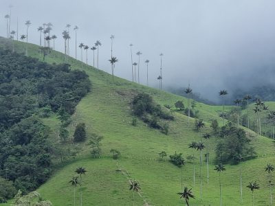 Colombie — étape 2 : Bogota -> Peirera -> Salento -> Valle de Cocora