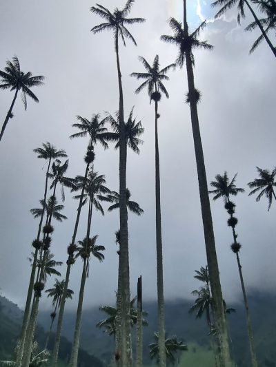 Colombie — étape 2 : Bogota -> Peirera -> Salento -> Valle de Cocora