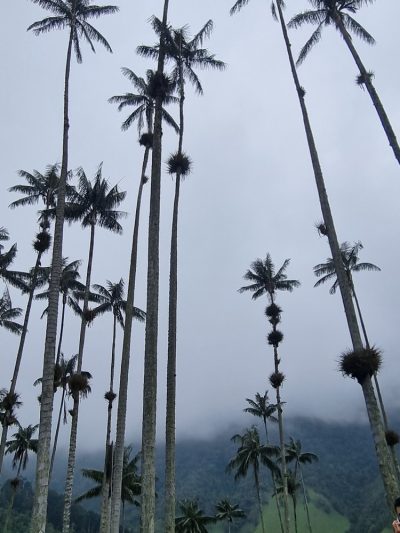 Colombie — étape 2 : Bogota -> Peirera -> Salento -> Valle de Cocora