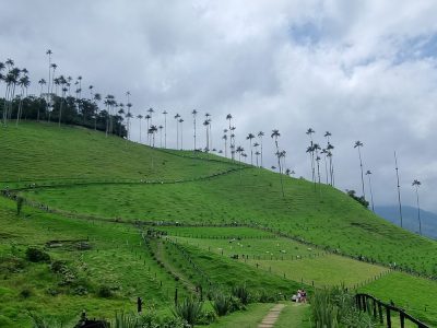Colombie — étape 2 : Bogota -> Peirera -> Salento -> Valle de Cocora
