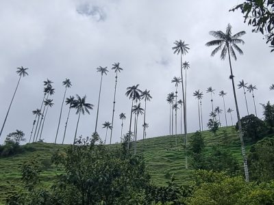 Colombie — étape 2 : Bogota -> Peirera -> Salento -> Valle de Cocora