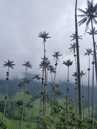Colombie — étape 2 : Bogota -> Peirera -> Salento -> Valle de Cocora