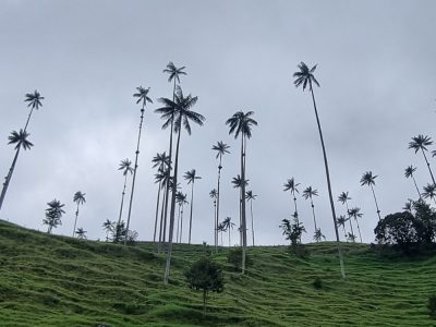 Colombie — étape 2 : Bogota -> Peirera -> Salento -> Valle de Cocora