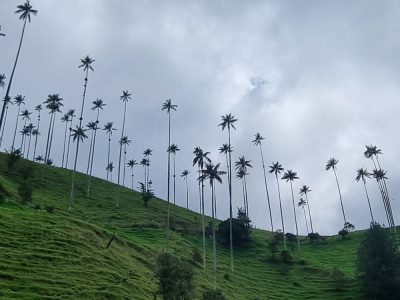 Colombie — étape 2 : Bogota -> Peirera -> Salento -> Valle de Cocora