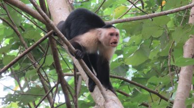 Costa Rica - Pura Vida ! — étape 1 : San Jose > Cahuita