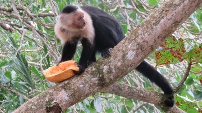 Costa Rica - Pura Vida ! — étape 1 : San Jose > Cahuita