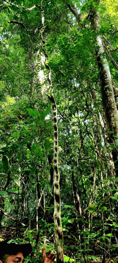 Costa Rica - Pura Vida ! — étape 10 : Corcovado (Drake Bay)