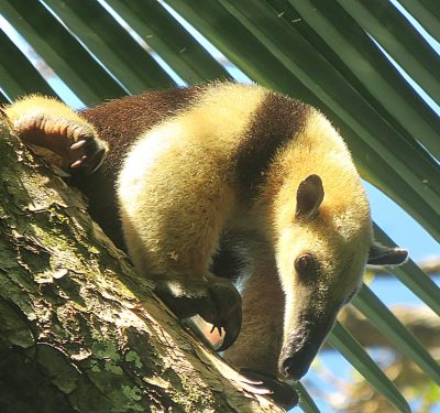 Costa Rica - Pura Vida ! — étape 10 : Corcovado (Drake Bay)