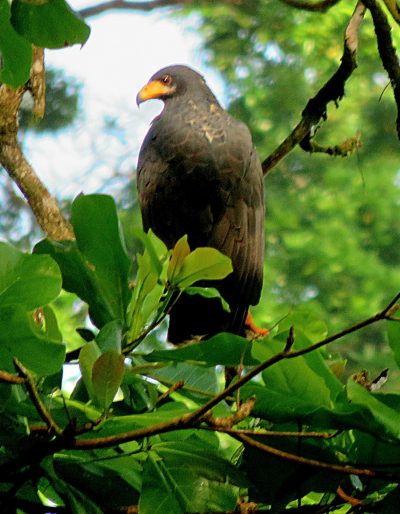 Costa Rica - Pura Vida ! — étape 10 : Corcovado (Drake Bay)