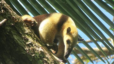 Costa Rica - Pura Vida ! — étape 10 : Corcovado (Drake Bay)