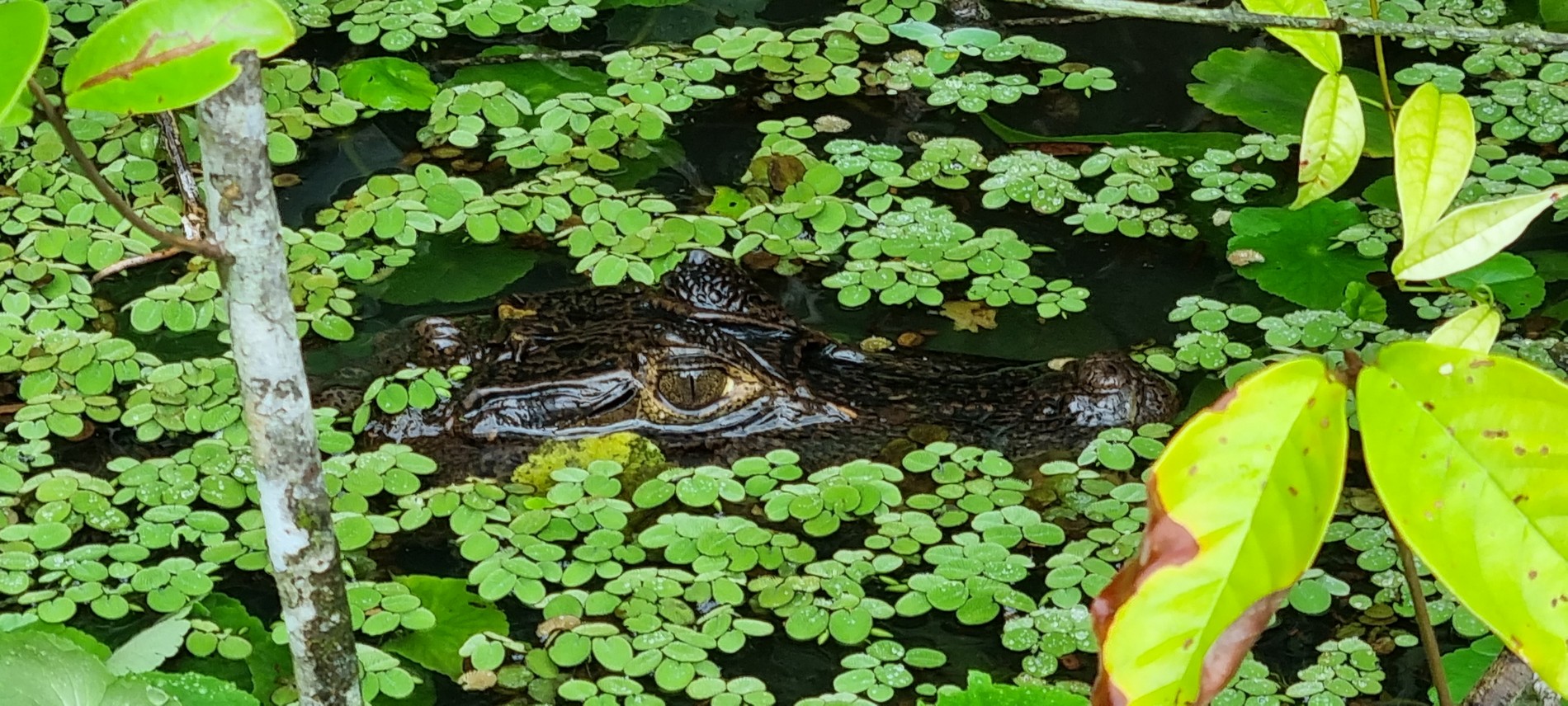 Costa Rica - Pura Vida ! — étape 2 : Cahuita > Tortuguero
