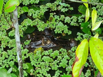 Costa Rica - Pura Vida ! – Étape 2 – Cahuita > Tortuguero