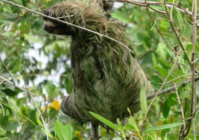 Costa Rica - Pura Vida ! — étape 2 : Cahuita > Tortuguero