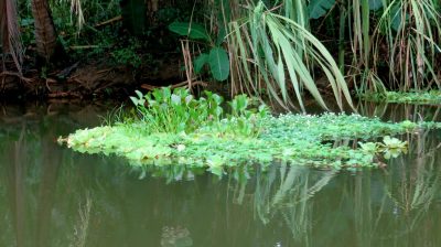 Costa Rica - Pura Vida ! — étape 2 : Cahuita > Tortuguero