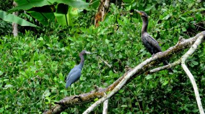 Costa Rica - Pura Vida ! — étape 2 : Cahuita > Tortuguero