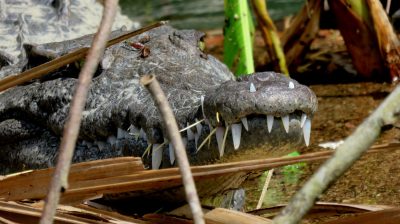 Costa Rica - Pura Vida ! — étape 2 : Cahuita > Tortuguero