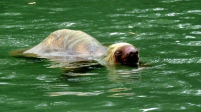 Costa Rica - Pura Vida ! — étape 2 : Cahuita > Tortuguero