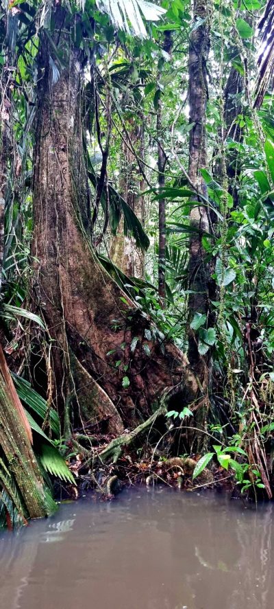 Costa Rica - Pura Vida ! — étape 2 : Cahuita > Tortuguero