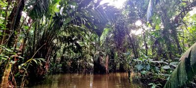 Costa Rica - Pura Vida ! — étape 2 : Cahuita > Tortuguero