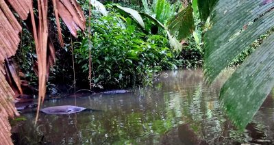 Costa Rica - Pura Vida ! — étape 2 : Cahuita > Tortuguero