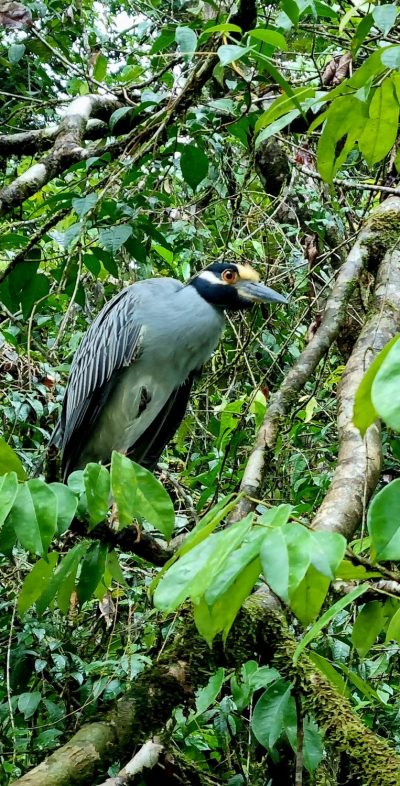 Costa Rica - Pura Vida ! — étape 2 : Cahuita > Tortuguero