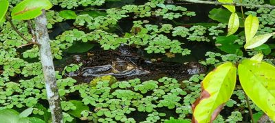 Costa Rica - Pura Vida ! — étape 2 : Cahuita > Tortuguero