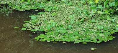 Costa Rica - Pura Vida ! — étape 2 : Cahuita > Tortuguero
