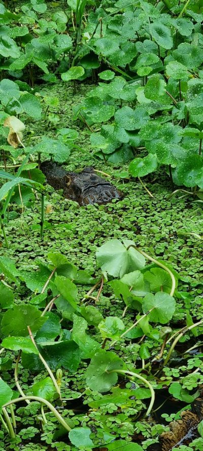 Costa Rica - Pura Vida ! — étape 2 : Cahuita > Tortuguero