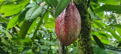 Costa Rica - Pura Vida ! — étape 3 : Tortuguero > La Fortuna