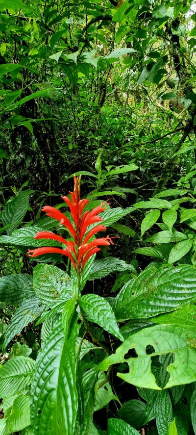 Costa Rica - Pura Vida ! — étape 4 : La Fortuna > Monteverde