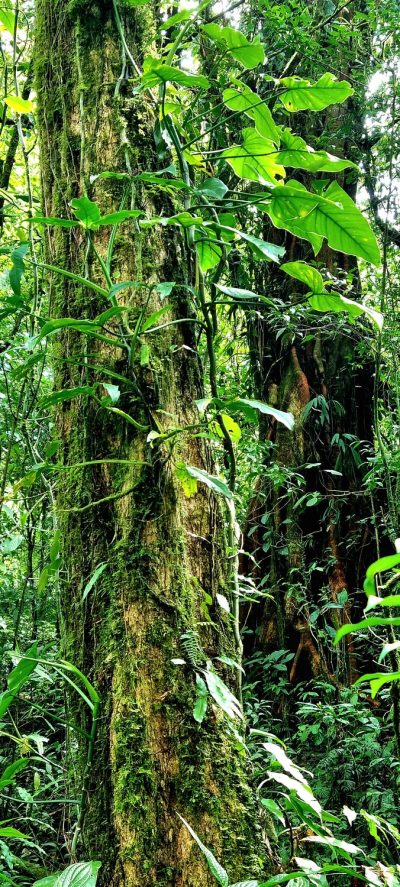 Costa Rica - Pura Vida ! — étape 4 : La Fortuna > Monteverde