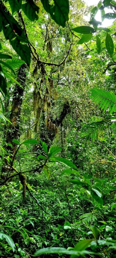 Costa Rica - Pura Vida ! — étape 4 : La Fortuna > Monteverde