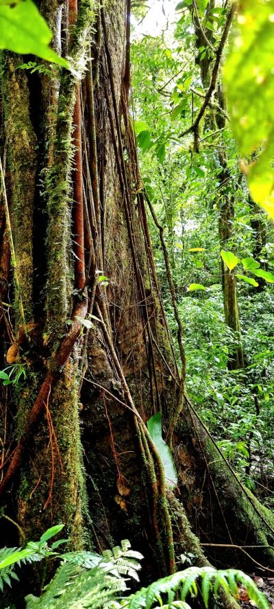 Costa Rica - Pura Vida ! — étape 4 : La Fortuna > Monteverde