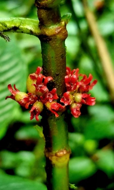 Costa Rica - Pura Vida ! — étape 4 : La Fortuna > Monteverde