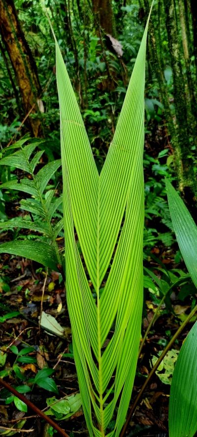 Costa Rica - Pura Vida ! — étape 4 : La Fortuna > Monteverde