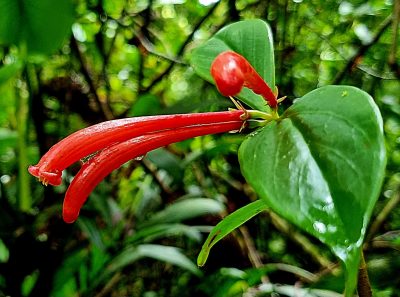 Costa Rica - Pura Vida ! — étape 4 : La Fortuna > Monteverde