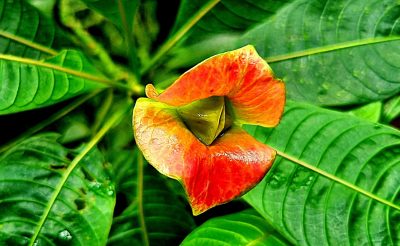 Costa Rica - Pura Vida ! — étape 4 : La Fortuna > Monteverde
