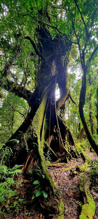 Costa Rica - Pura Vida ! — étape 4 : La Fortuna > Monteverde