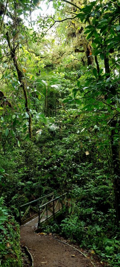 Costa Rica - Pura Vida ! — étape 4 : La Fortuna > Monteverde