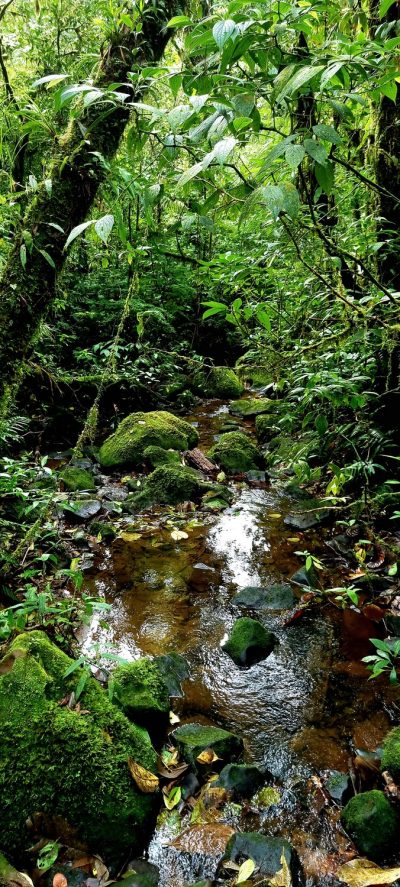 Costa Rica - Pura Vida ! — étape 4 : La Fortuna > Monteverde