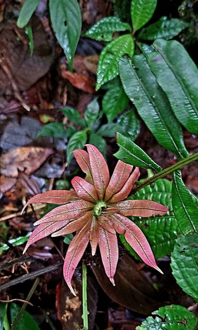 Costa Rica - Pura Vida ! — étape 4 : La Fortuna > Monteverde
