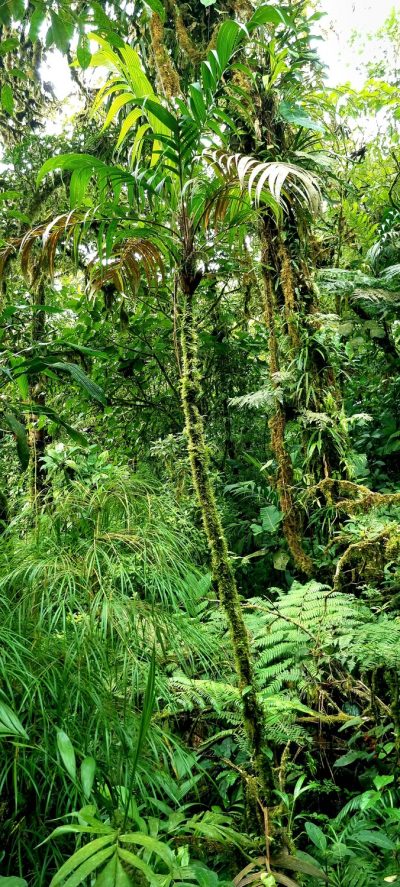 Costa Rica - Pura Vida ! — étape 4 : La Fortuna > Monteverde
