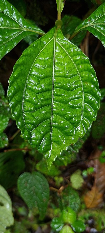 Costa Rica - Pura Vida ! — étape 4 : La Fortuna > Monteverde